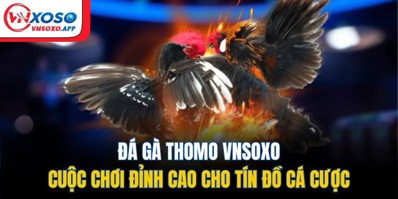 Đá Gà Thomo VNXOSO - Cuộc Chơi Đỉnh Cao Cho Tín Đồ Cá Cược
